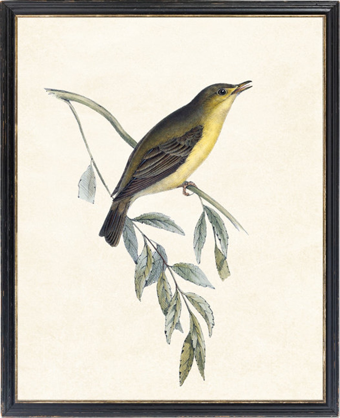 Singing Melodious Willow Warbler Vintage Bird Illustration Poster - Image 2
