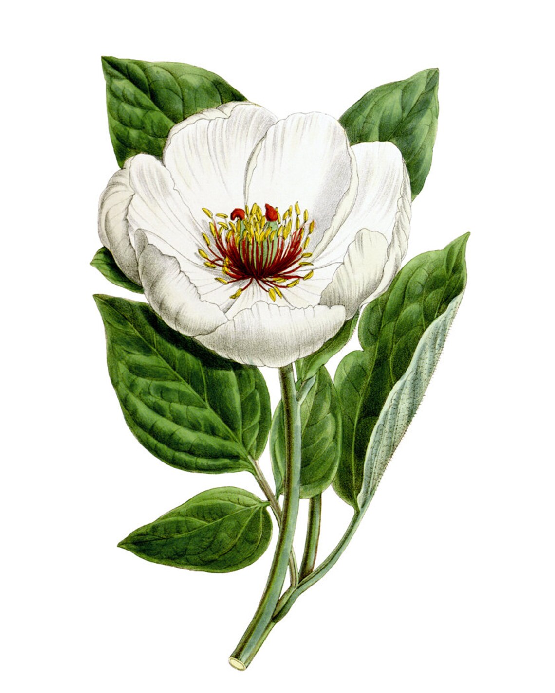 White Peony Bloom Antique Botanical Illustration Vintage Poster - Image 2