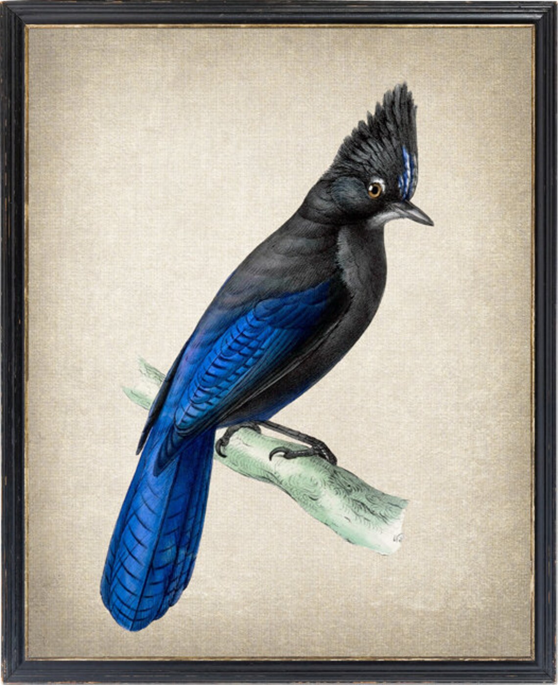 Stellers Jay Vintage Natural History Bird Illustration Poster