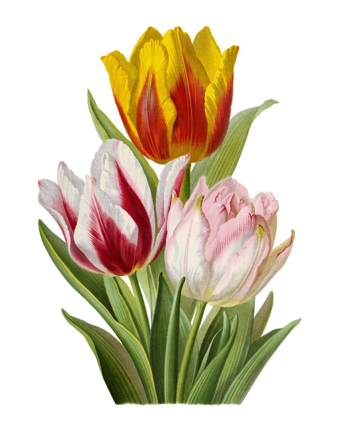 Vintage Tulips Art Print, Botanical Spring Flowers - Image 2