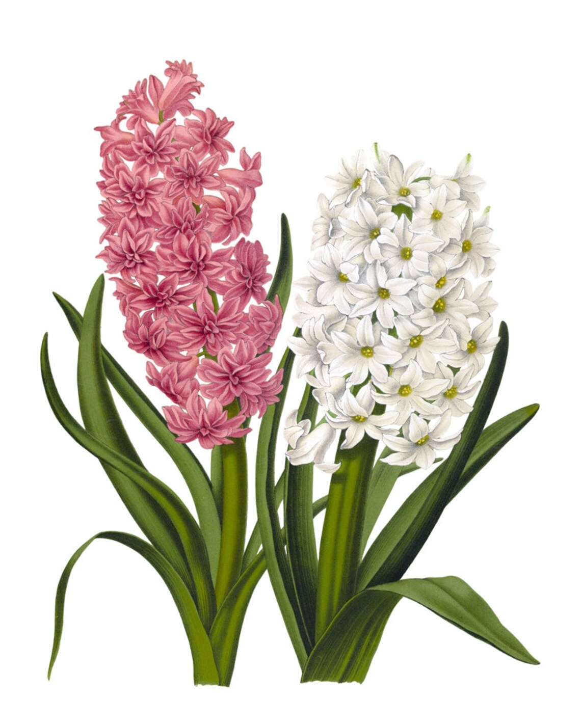 Pink and White Hyacinth Spring Blossom Vintage Botanical Poster - Image 2