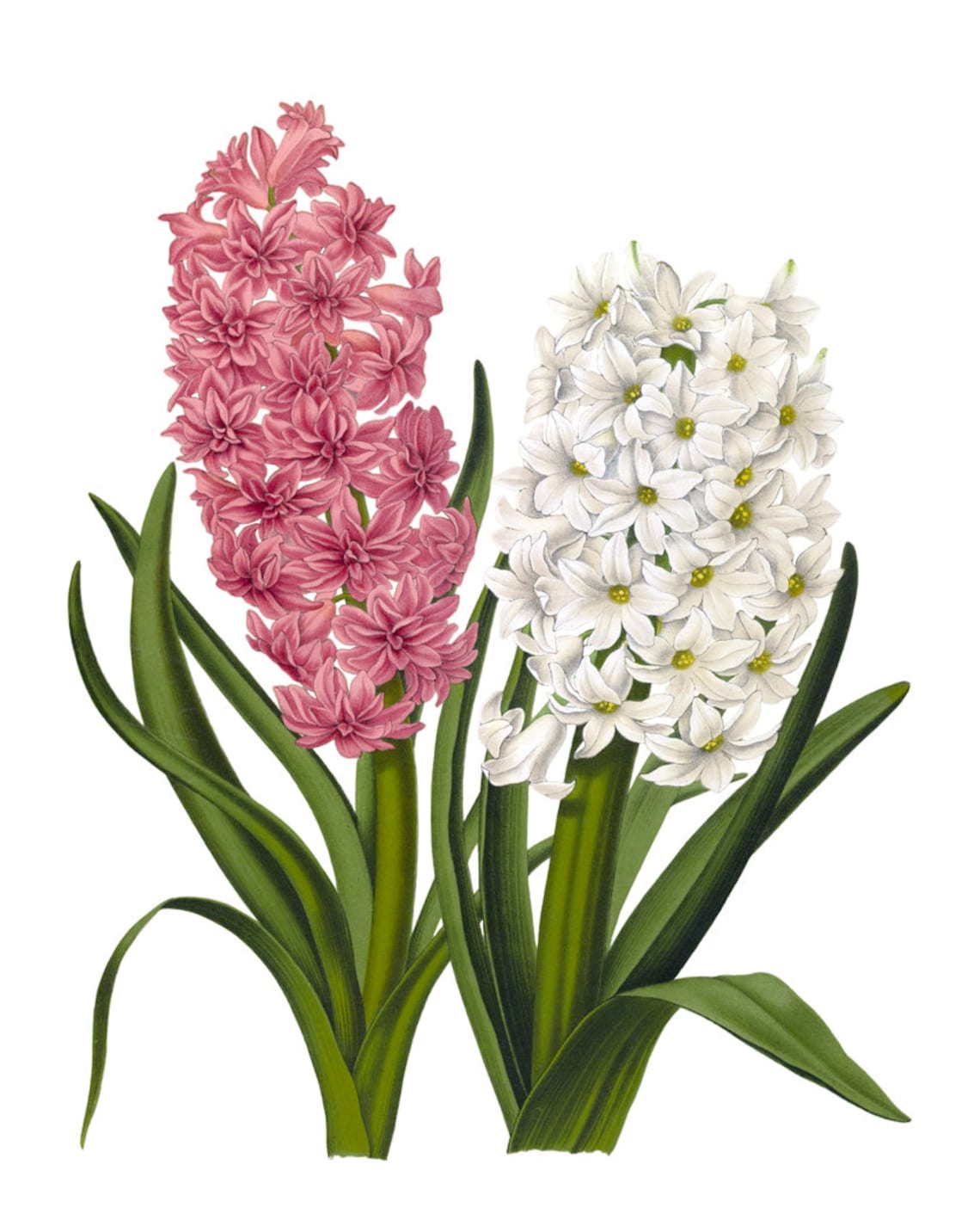 Pink and White Hyacinth Vintage Botanical Spring Flower Poster - Image 2