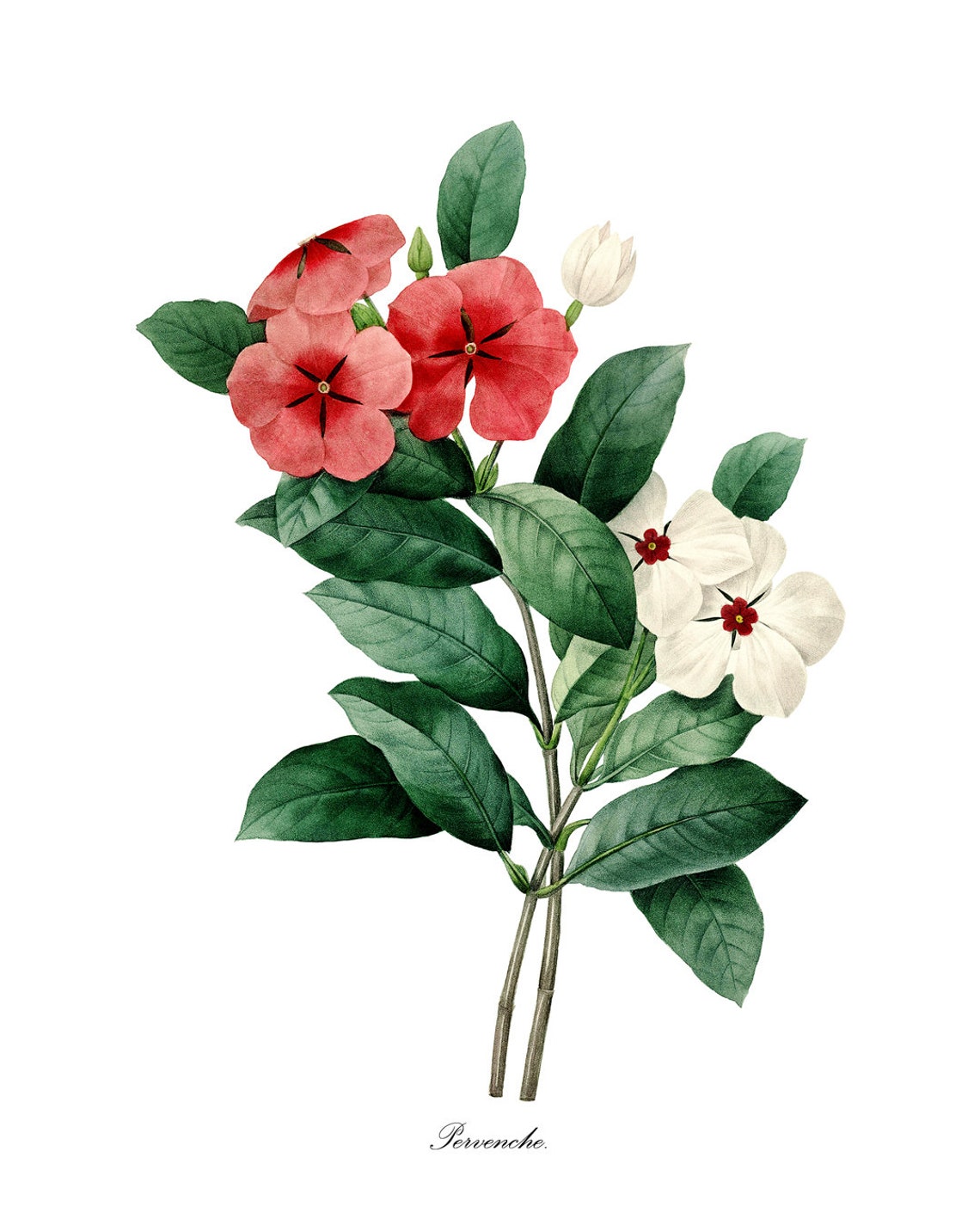 Red And White Periwinkle Pervenche Vintage Botanical Flower Poster - Image 3