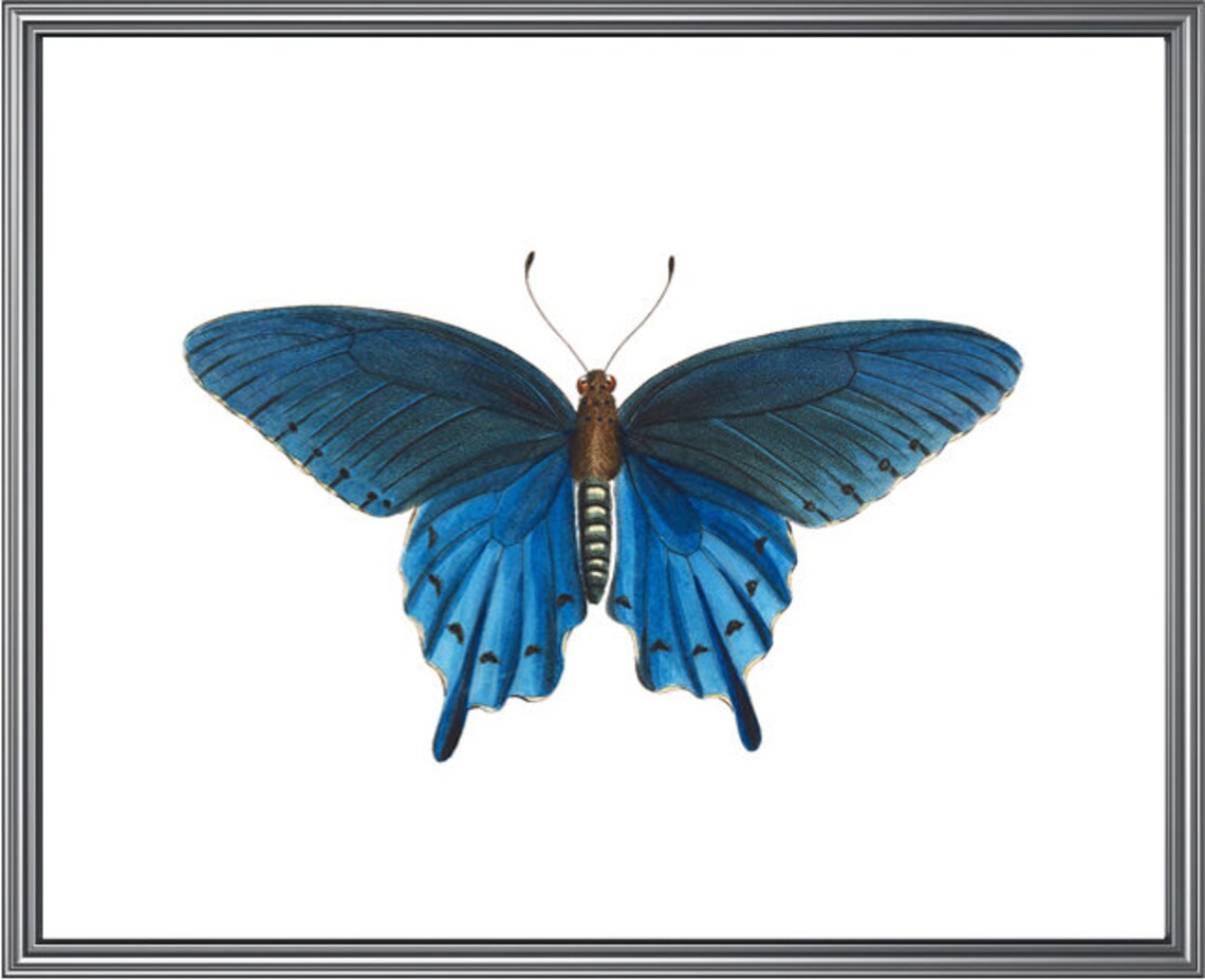 Blue Swallowtail Butterfly Vintage Insect Art Print