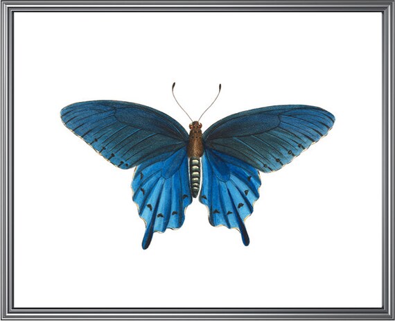 Blue Swallowtail Butterfly Vintage Insect Art Print