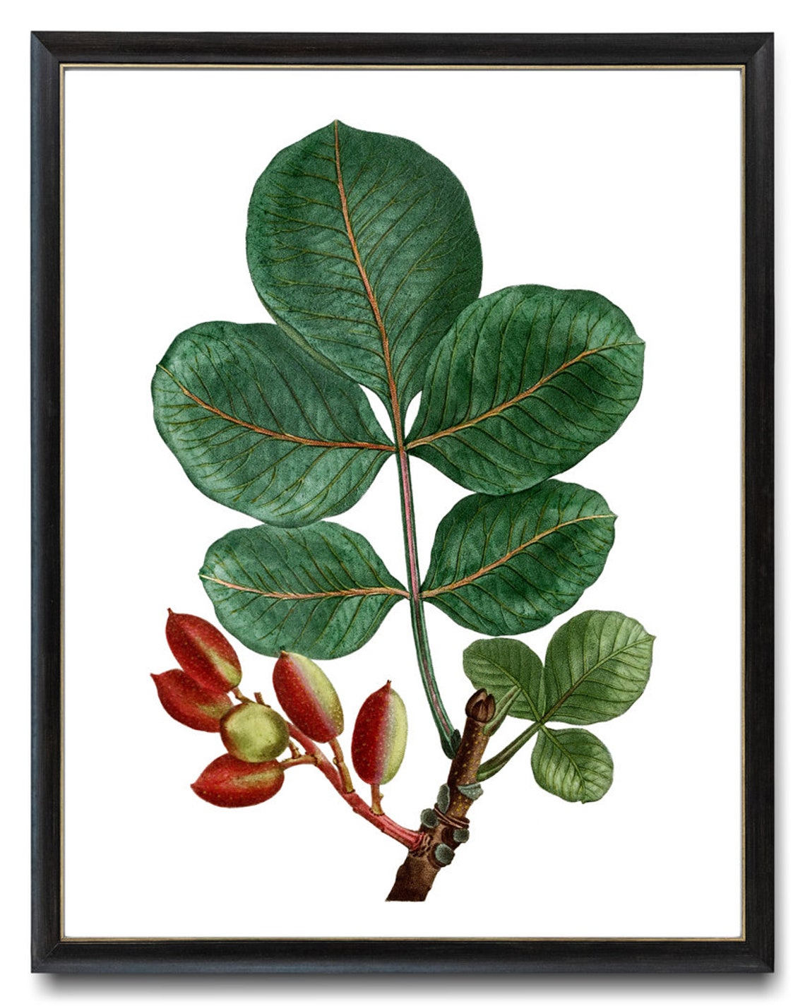 Pistachio Tree Branch Red Fruit Vintage Botanical Illustration Print - Image 2