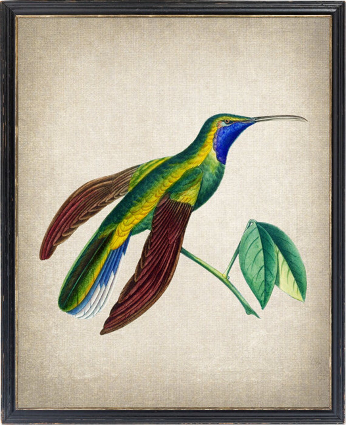 Blue Throated Green Hummingbird Vintage Natural History Bird Poster