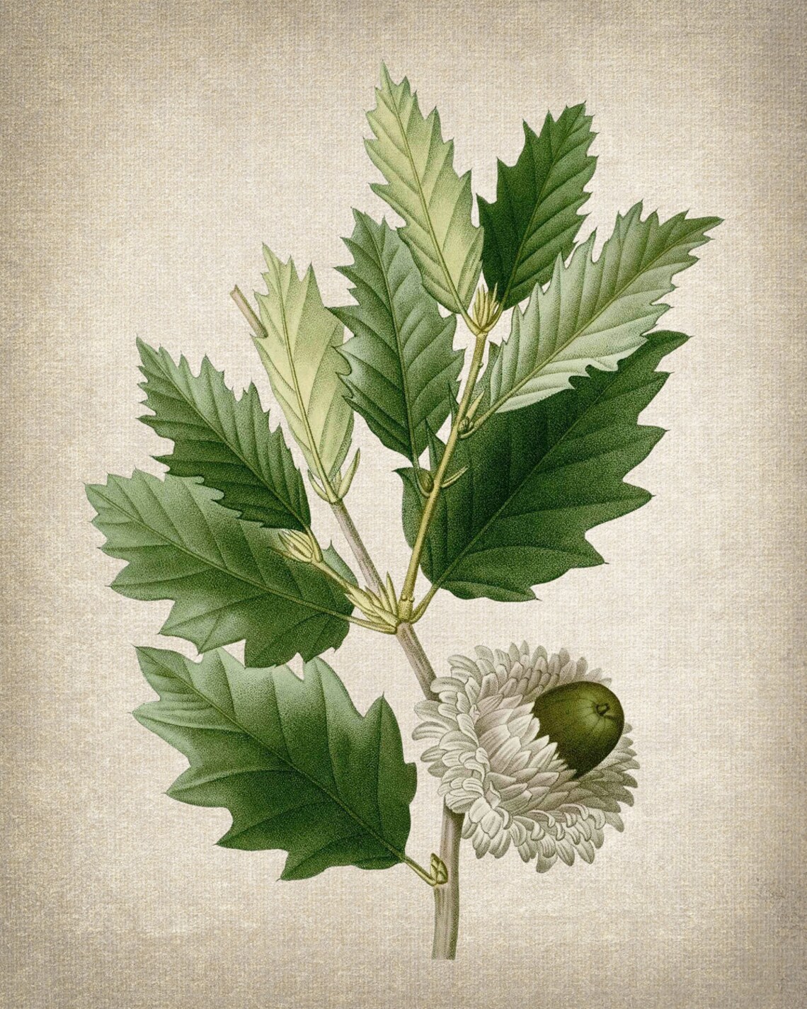 Oak Plant Print, Valonia Oak Acorn Vintage Illustration - Image 2