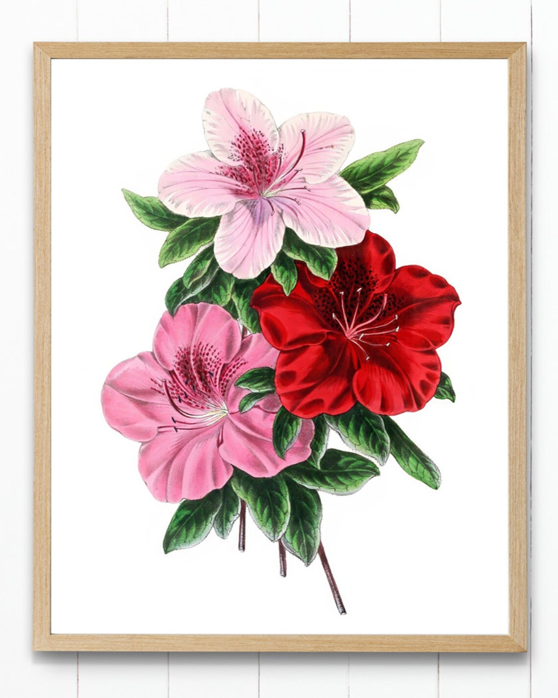 Vintage Pink Red Azalea Blossoms Botanical Illustration Poster - Image 4