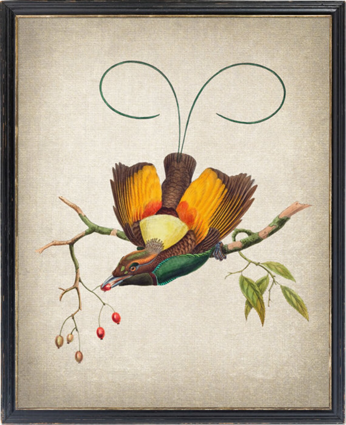 Bird of Paradise Vintage Illustration Art Print