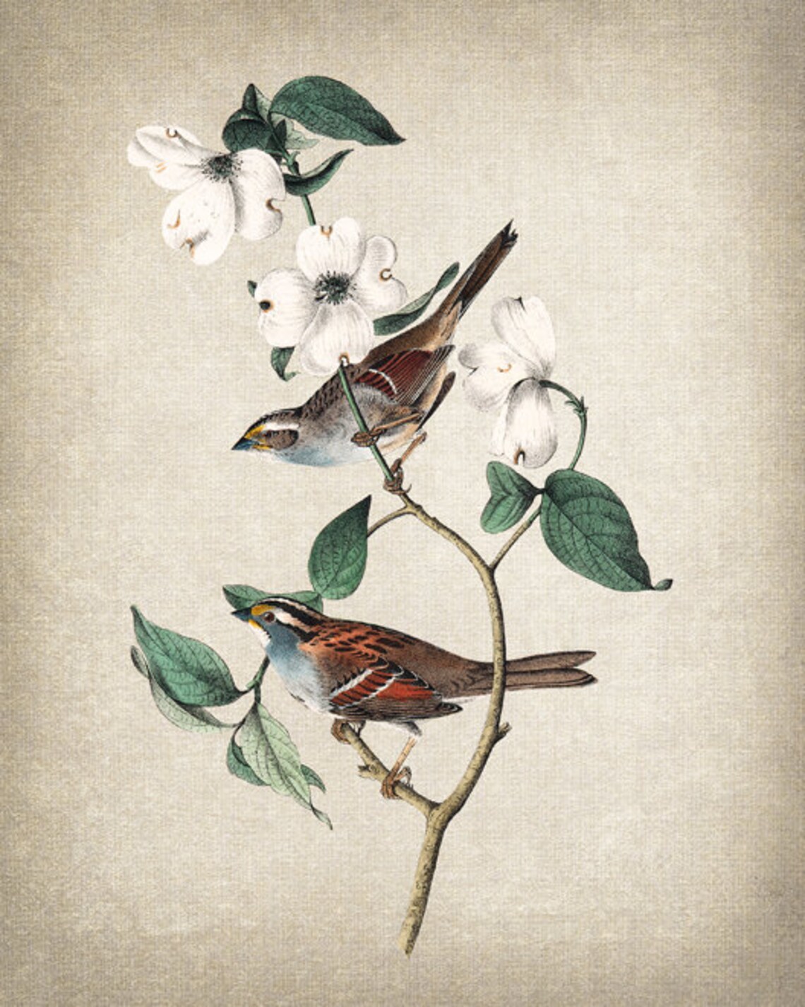 White Throated Sparrow Pair Dogwood Audubon Vintage Art Print - Image 2