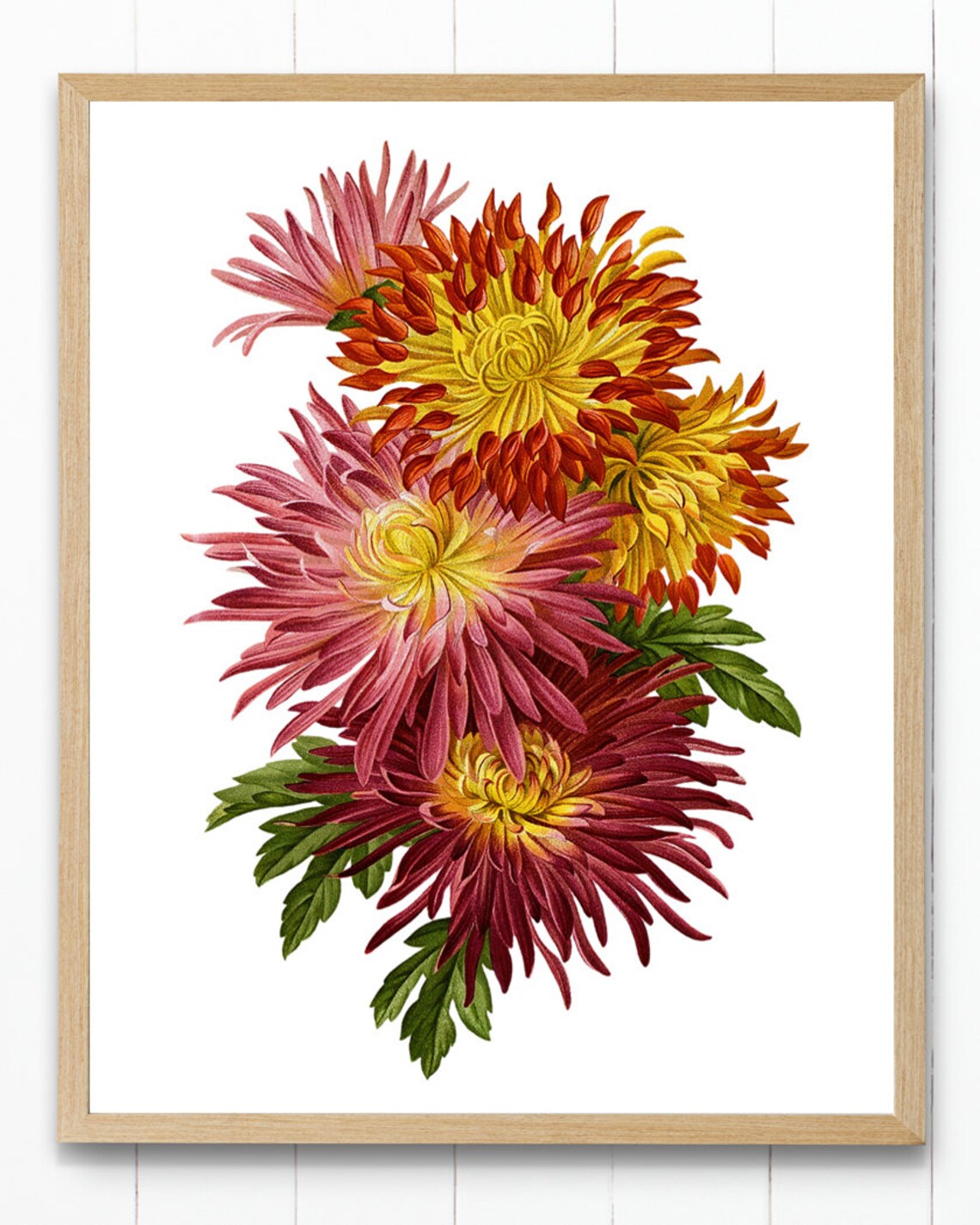 Chrysanthemum Blooms in Red Orange and Pink Vintage Botanical Poster - Image 3