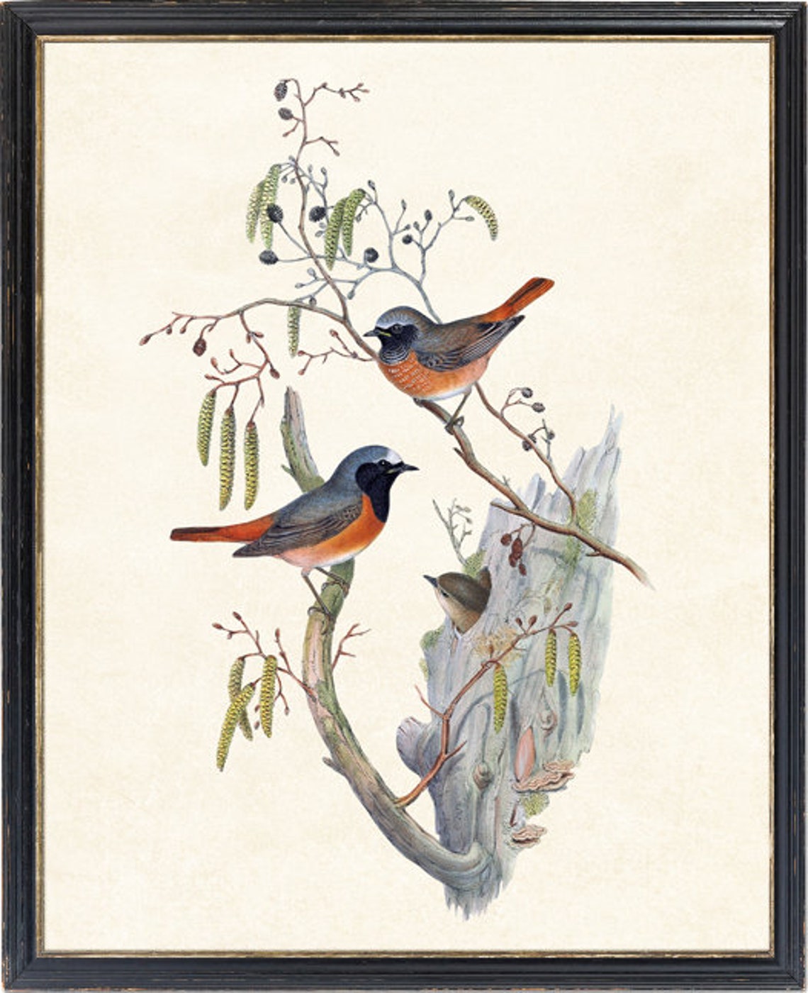 Common Redstart Bird Pair Classic Antique Ornithological Poster - Image 4