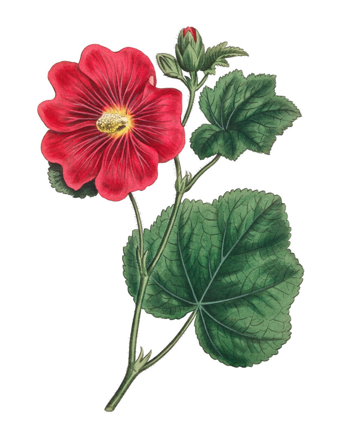 Red Hollyhock Flower Vintage Botanical Garden Illustration Poster - Image 2