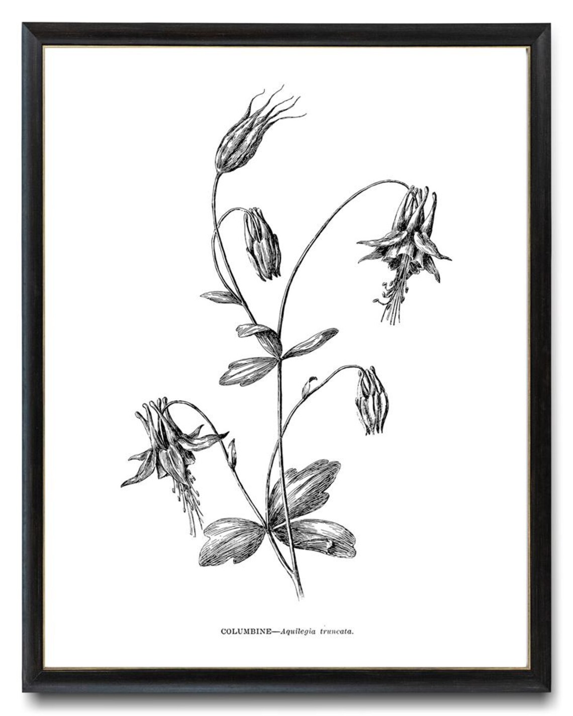 Columbine Aquilegia Truncata Vintage Botanical Line Art Study Poster - Image 4