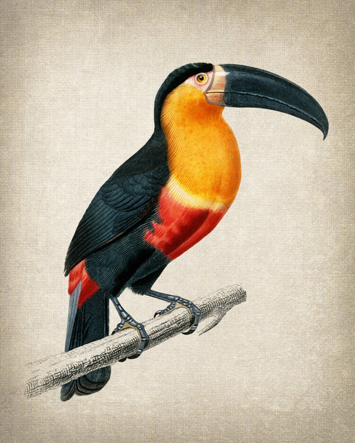 Vintage Toucan Tropical Bird Illustration Antique Naturalist Poster - Image 2