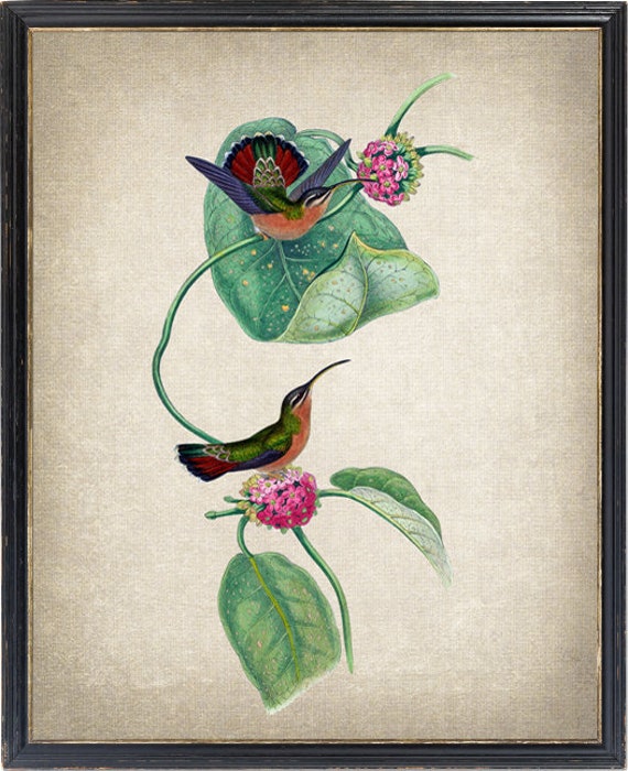 Hummingbird and Botanical Vintage Bird Art Print