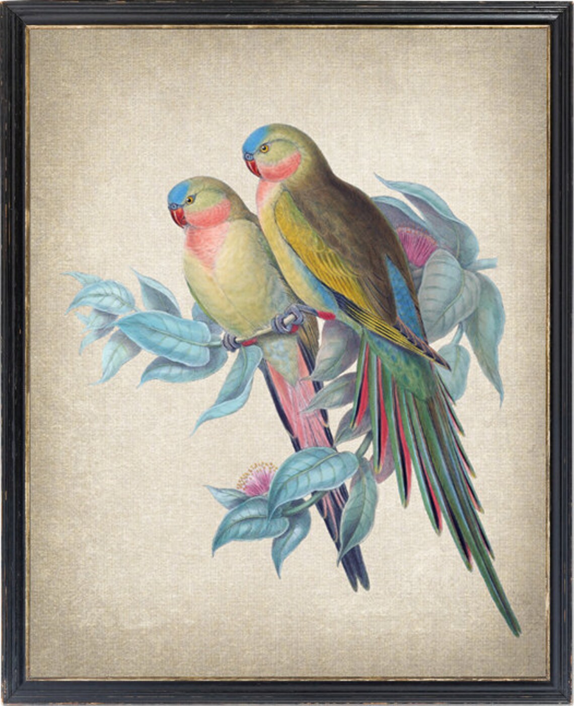 Princess Parrots Vintage Parrot Illustration Art Print