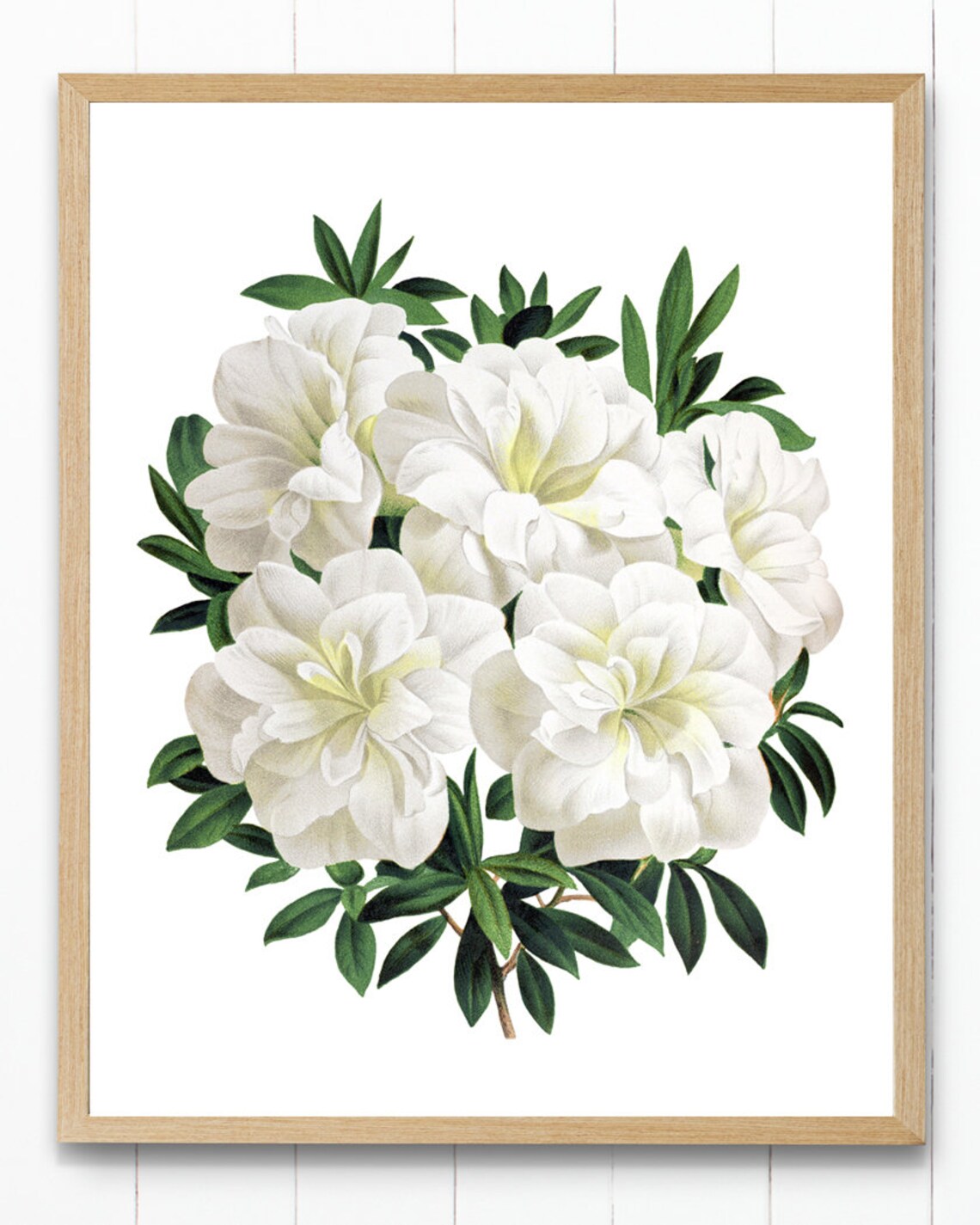 White Gardenia Azalea Flowers Vintage Botanical Art Print - Image 2