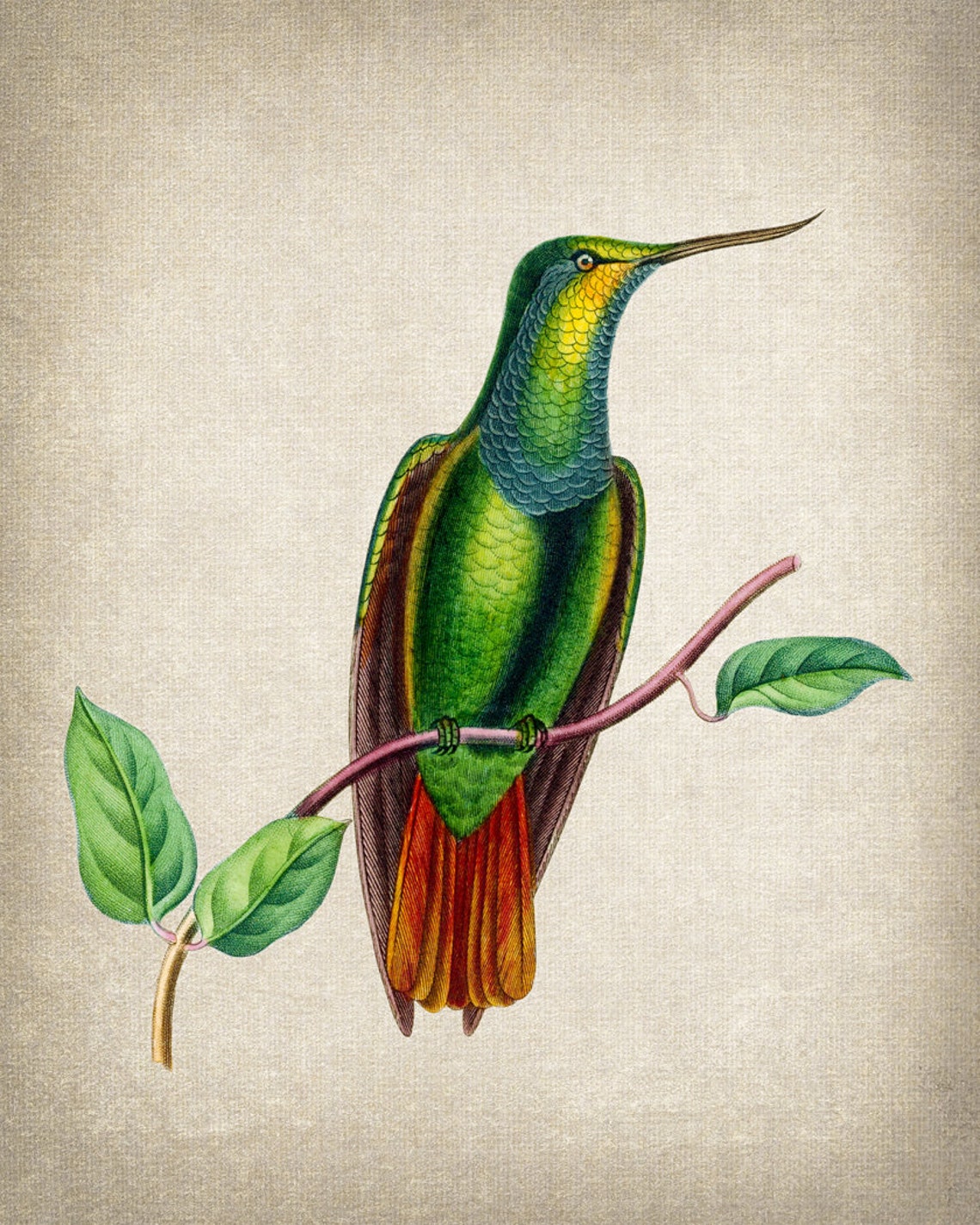 Green Curve Billed Hummingbird Vintage Natural History Bird Poster - Image 2