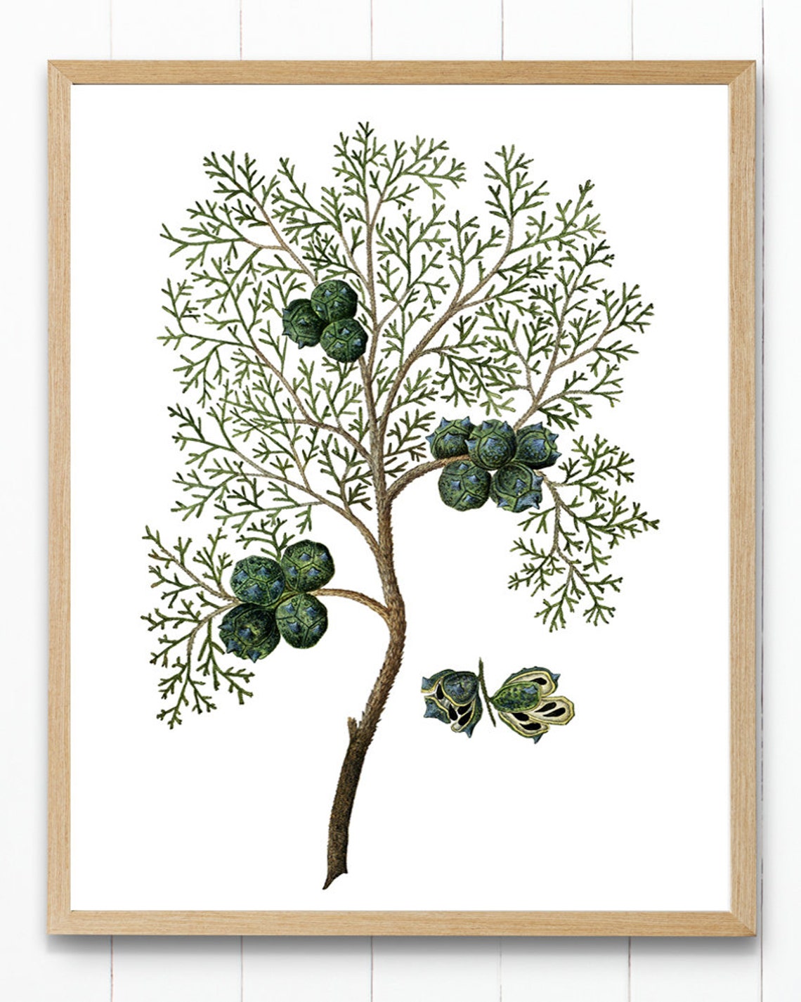 Vintage Cypress Branch Cones Botanical Illustration Wall Poster - Image 3