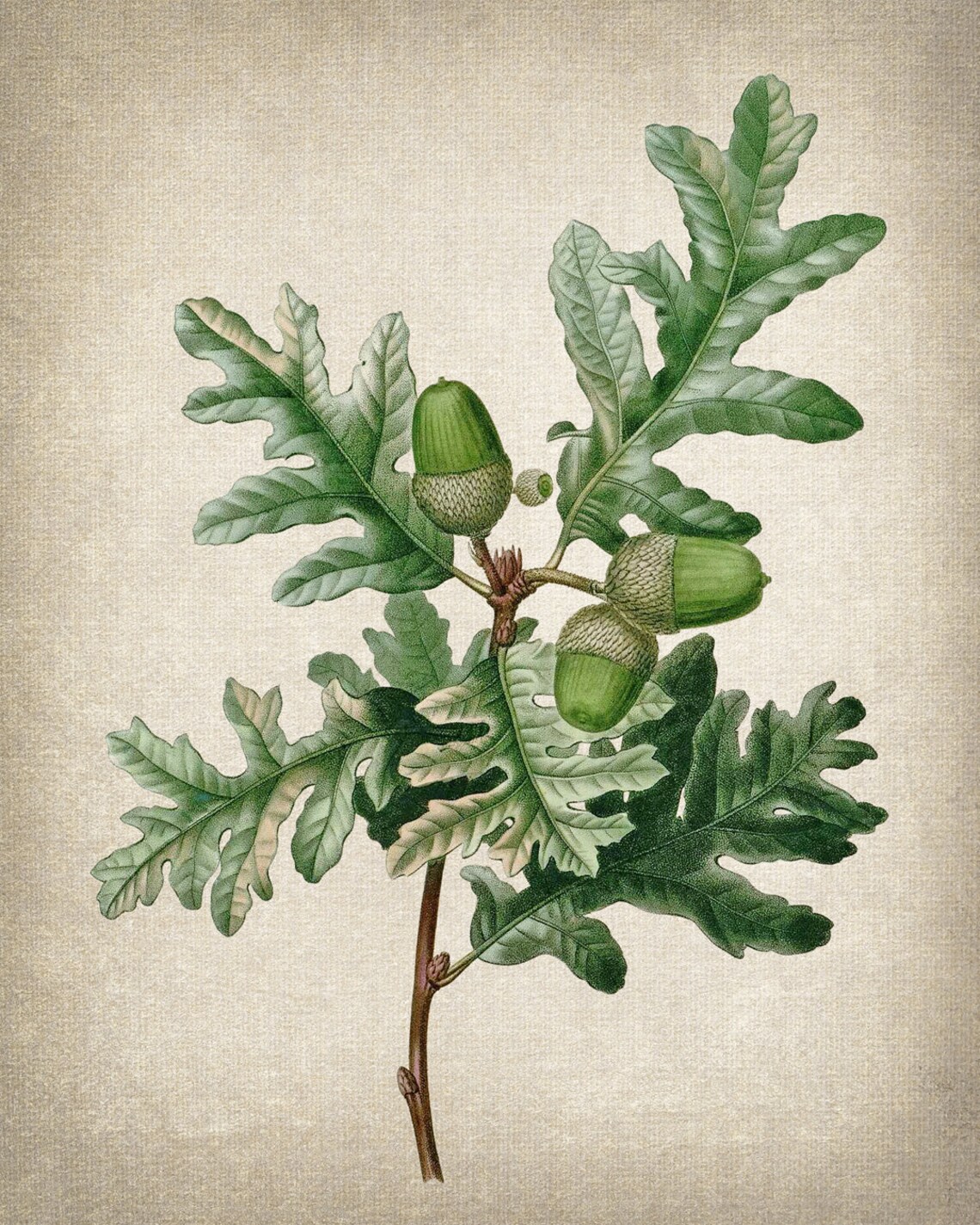 Pyrenean Oak Vintage Illustration Art Print - Image 2