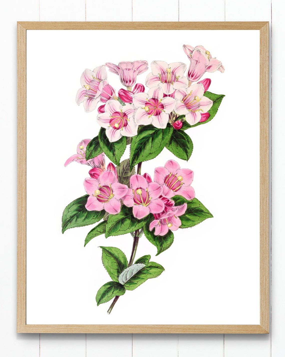 Vintage Pink Weigela Blossom Cluster Botanical Illustration Poster - Image 4