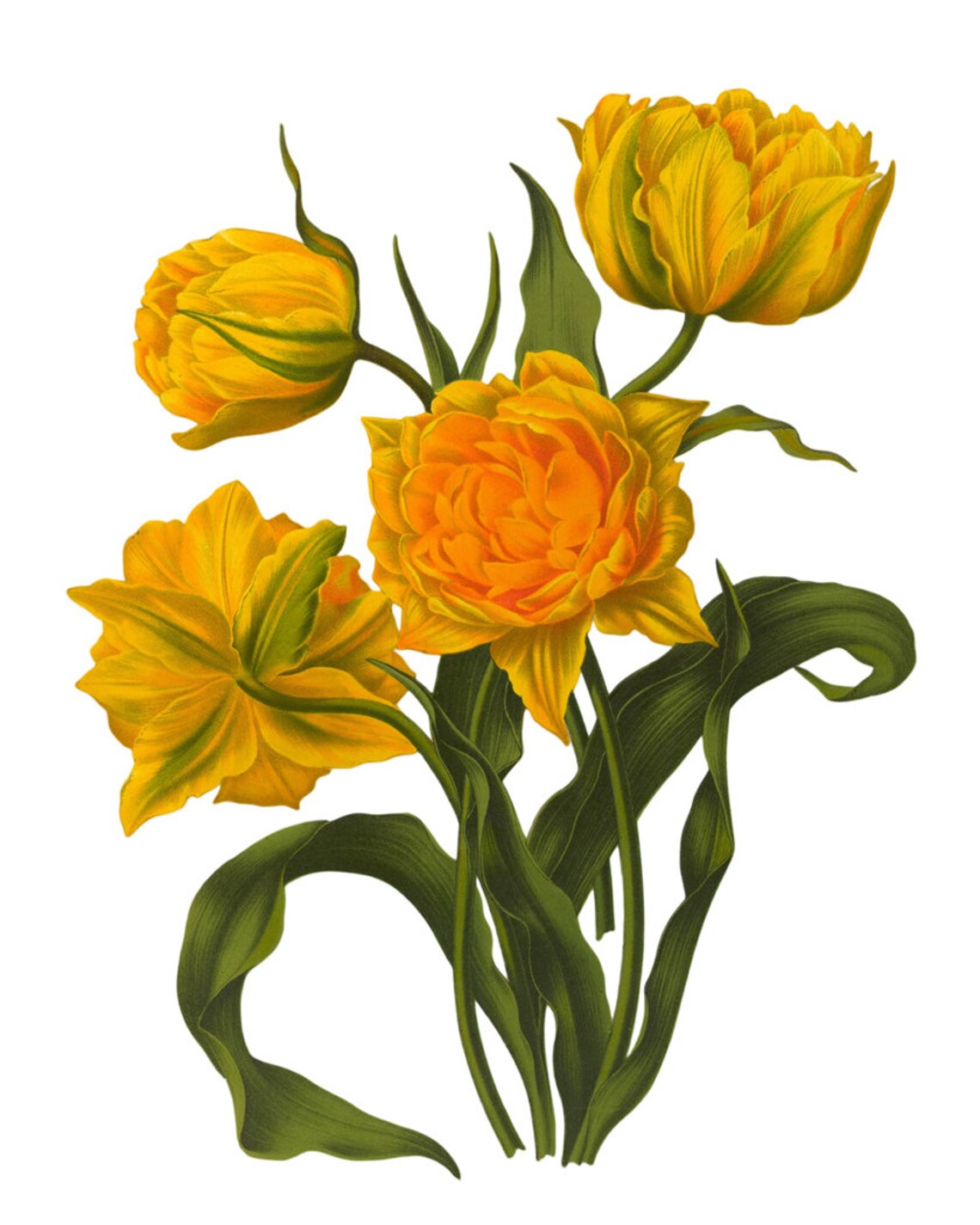 Yellow Tulips Vintage Botanical Flower Illustration Bright Spring Floral Poster - Image 2