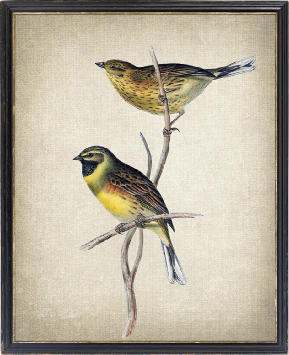 Cirl Bunting Pair On Twig Vintage Bird Illustration Art Poster