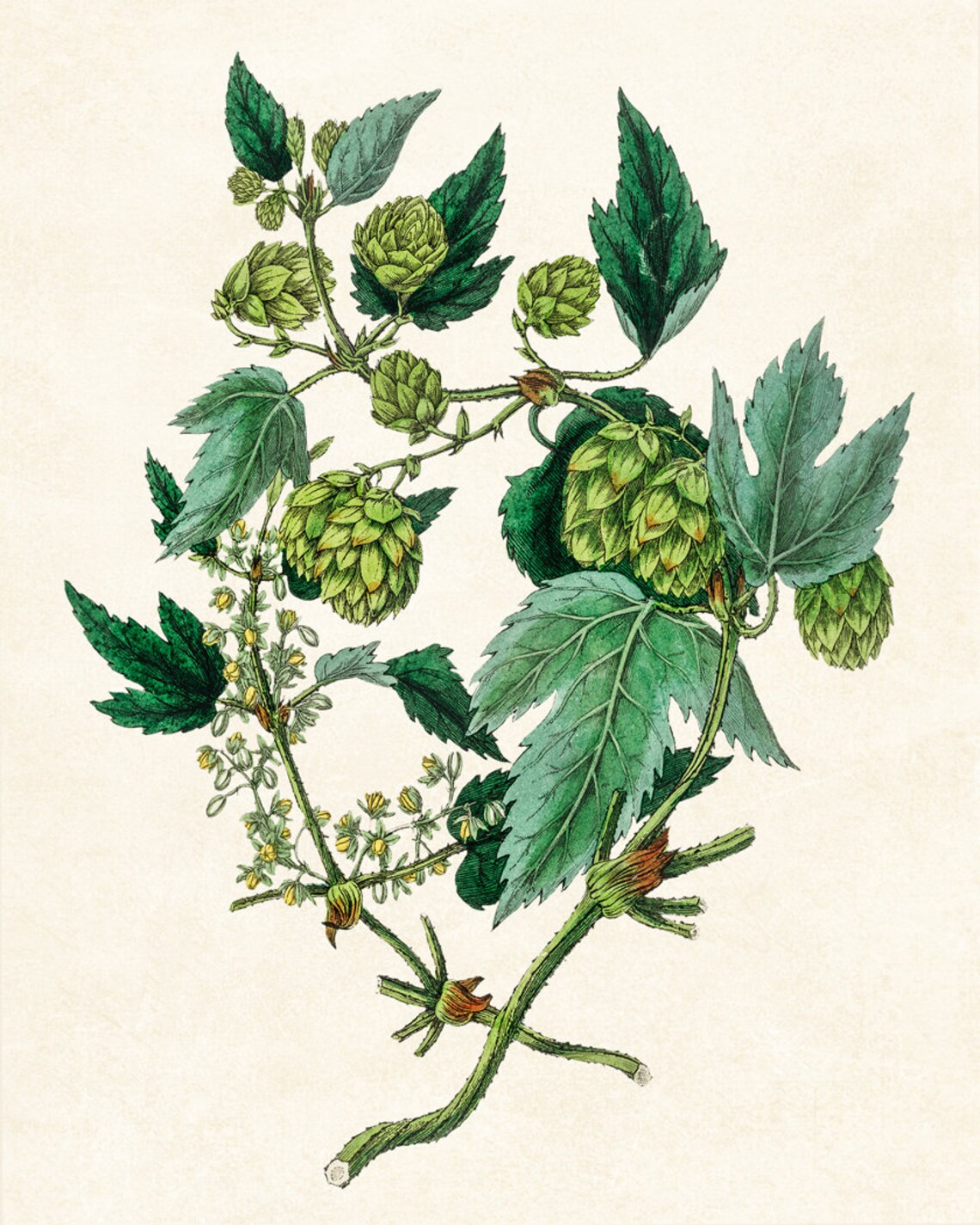 Green Hops Plant Vintage Botanical Art Print - Image 2
