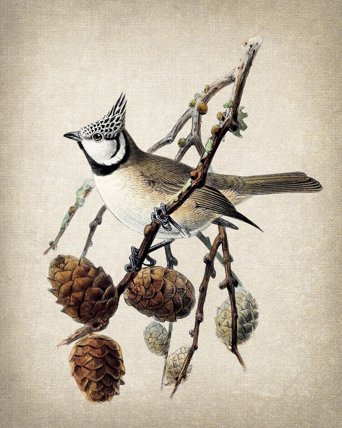 Crested Tit on Pine Branch with Pine Cones Vintage Illustration Print - Image 2