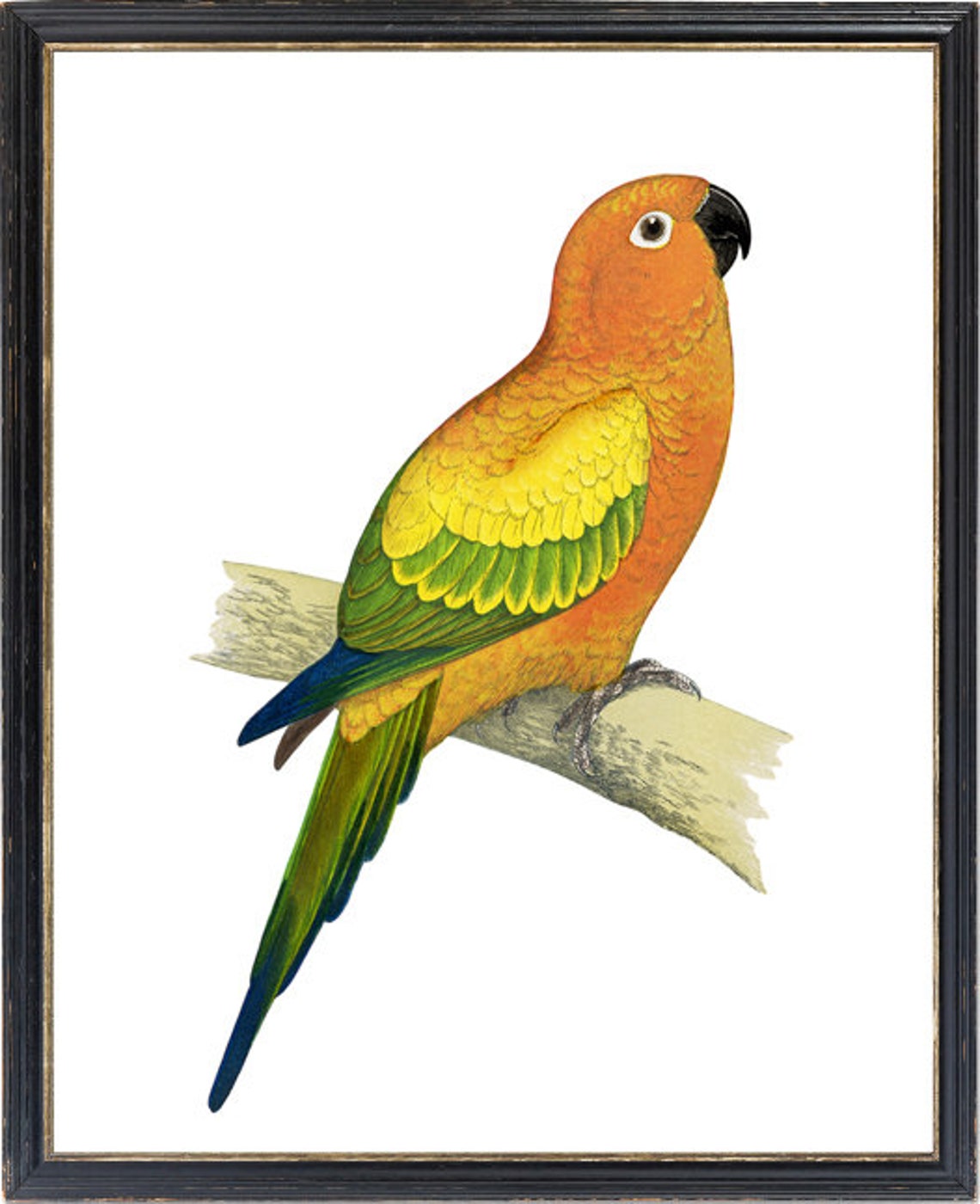 Vintage Sun Parakeet Tropical Parrot Illustration Antique Bird Poster - Image 3