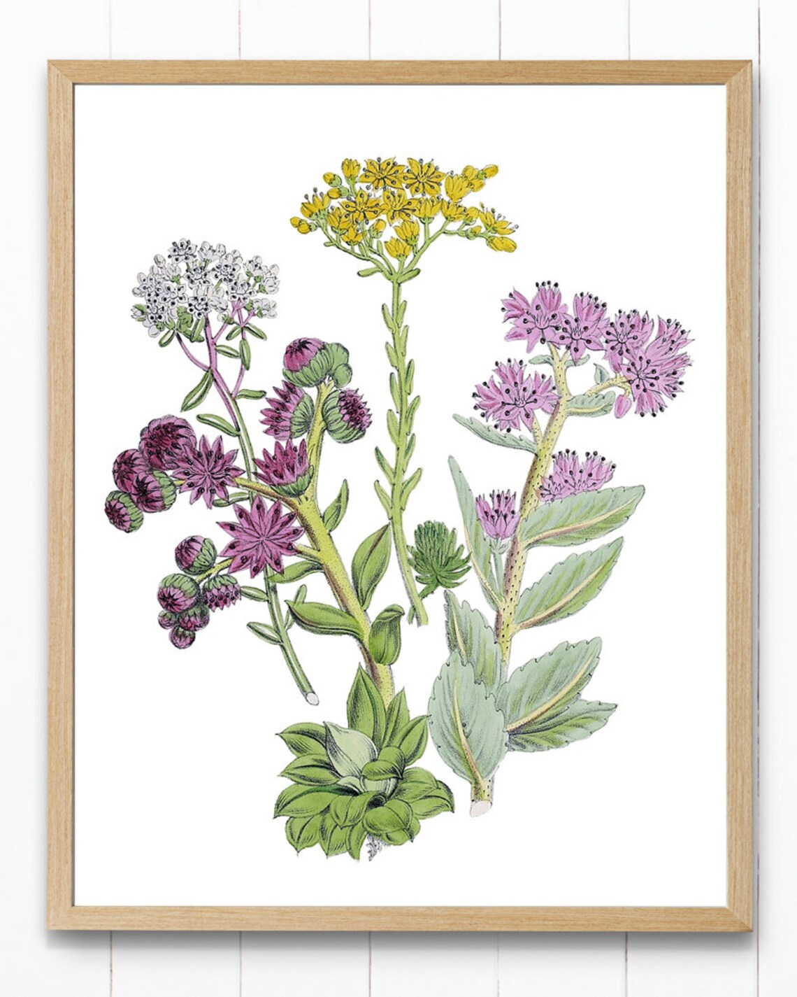 Flowering Succulents Vintage Botanical Art Print - Image 4