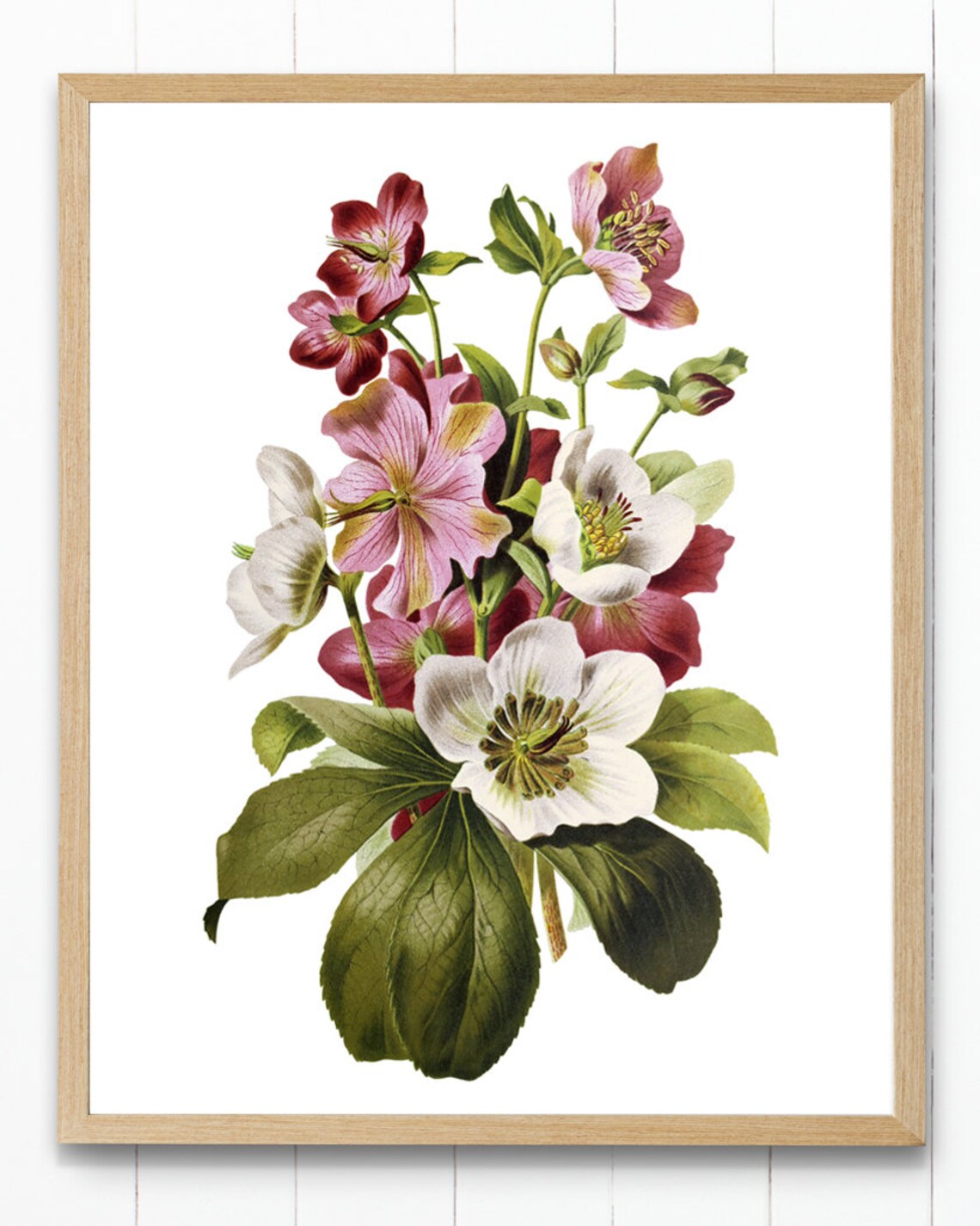 Hellebore Flowers Vintage Botanical Art Print - Image 4