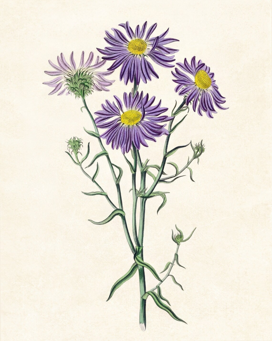 Chilean Aster Vintage Floral Art Print, Botanical Illustration - Image 3