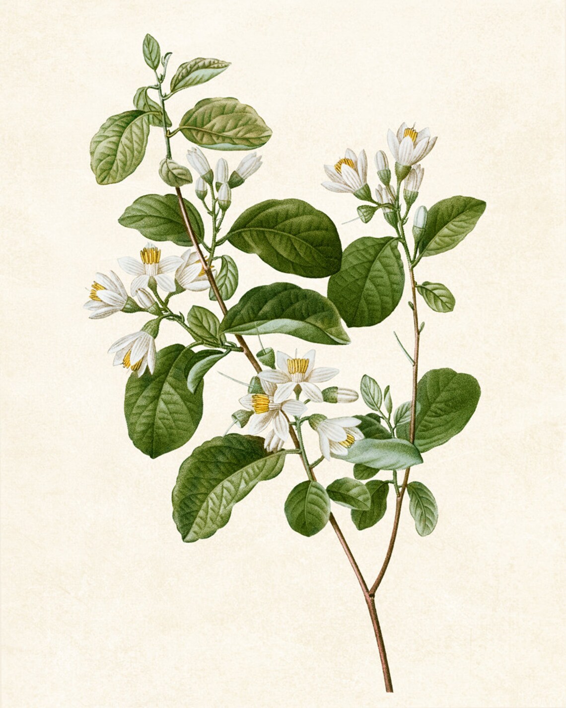 Blooming Snowdrop Bush Vintage Botanical Art Print - Image 2