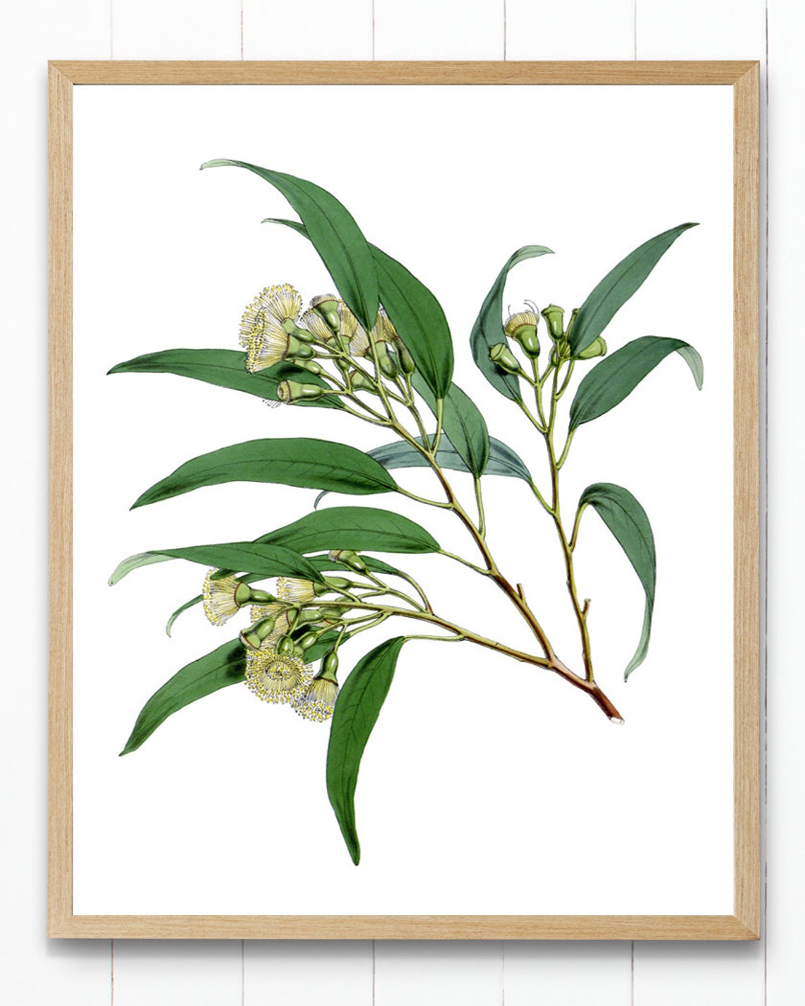 Flowering Eucalyptus Branch Botanical Illustration Vintage Print - Image 3