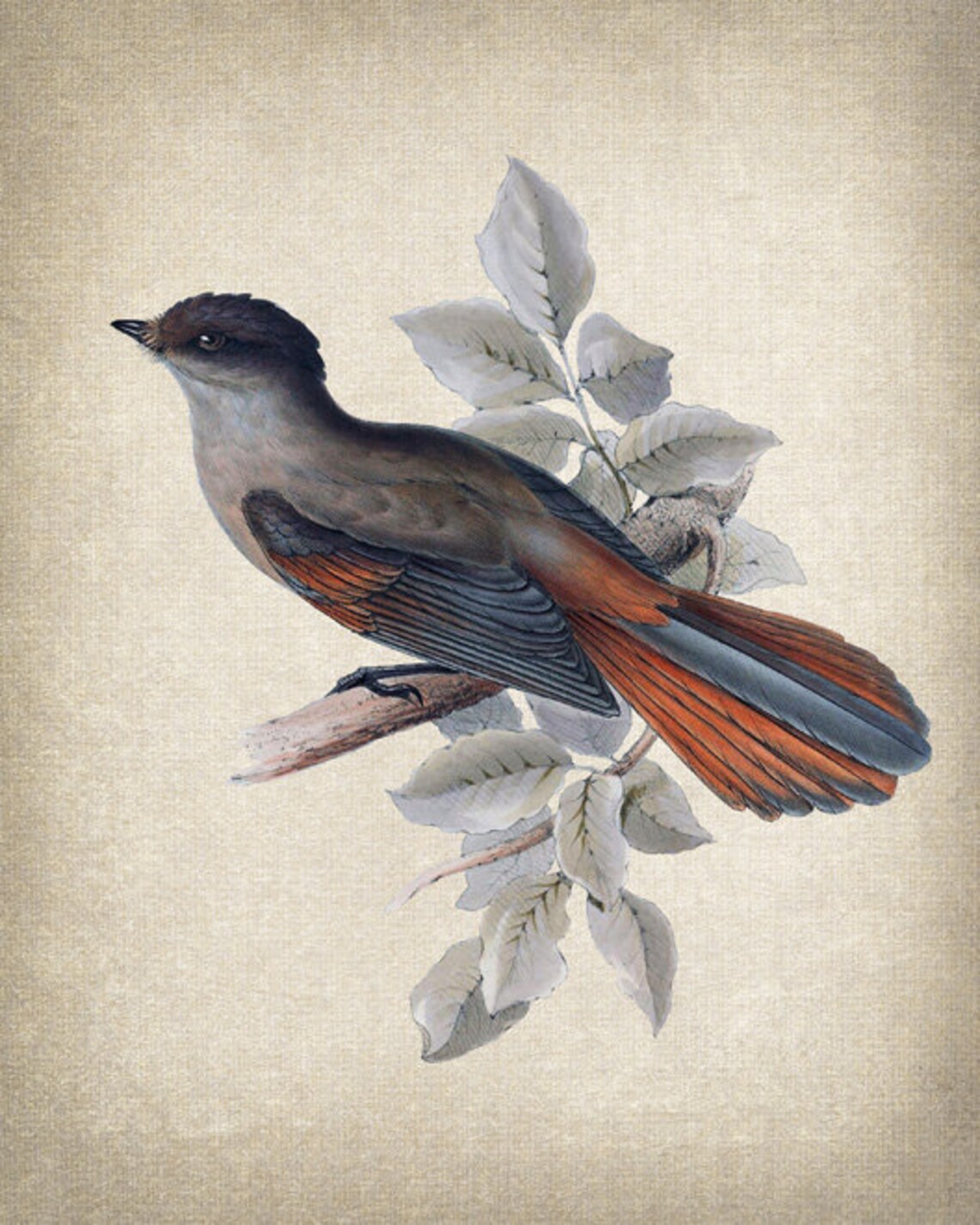 Siberian Jay With Russet Tail Vintage Bird Illustration Poster - Image 2