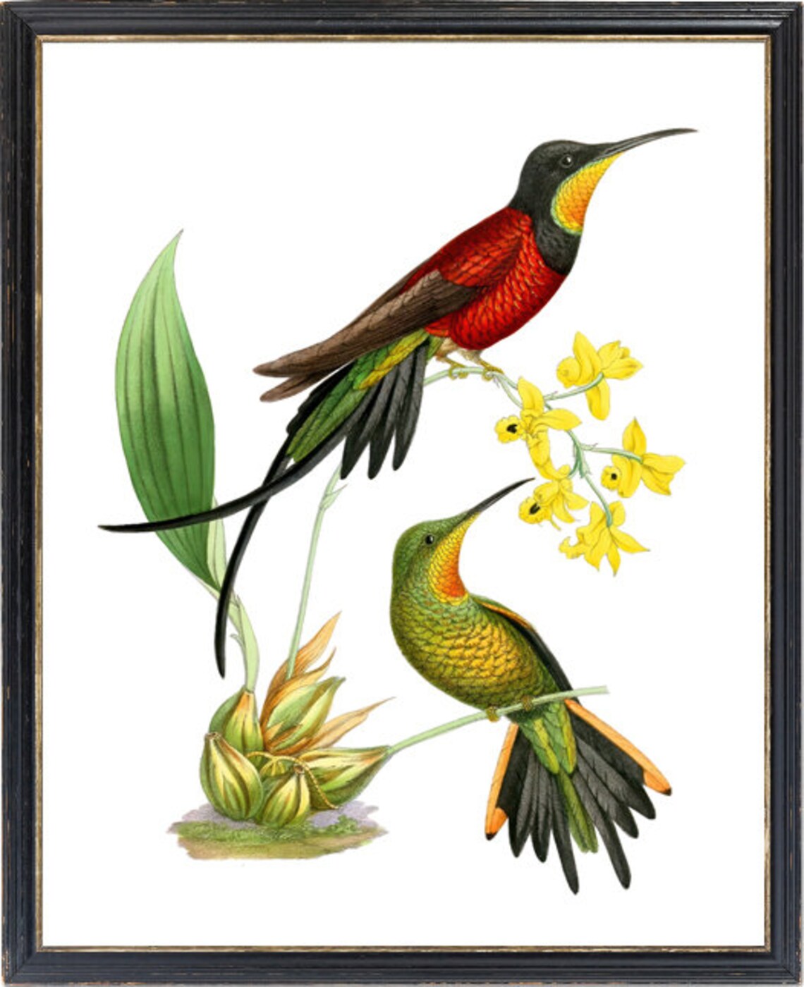 Fiery Topaz Hummingbird Vintage Bird Illustration Art Print - Image 3