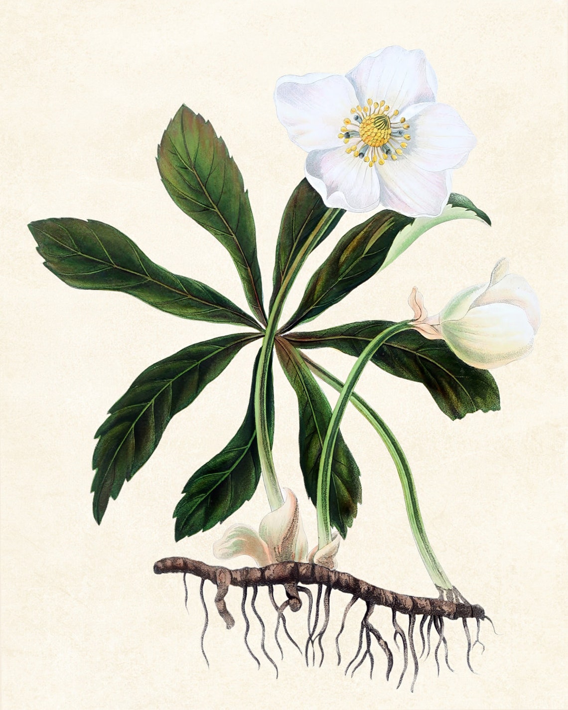 White Hellebore Christmas Rose Vintage Botanical Root Study Poster - Image 3