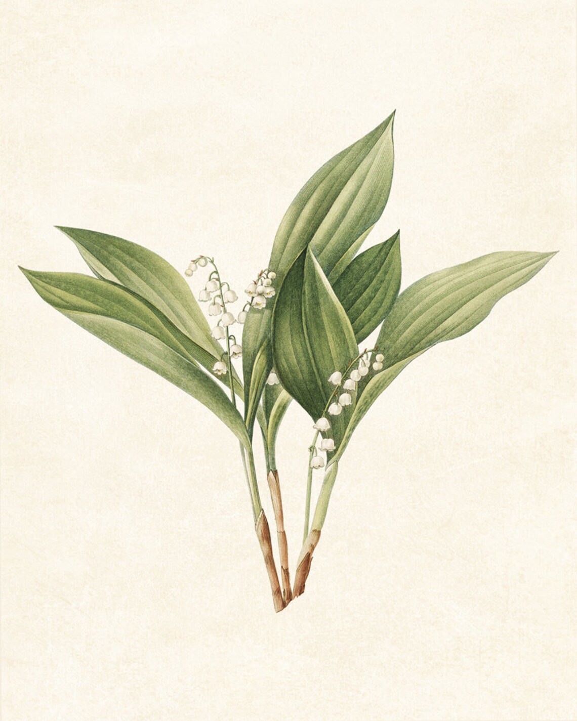 Lily Of The Valley Vintage Flower Illustration Art Print - Image 3