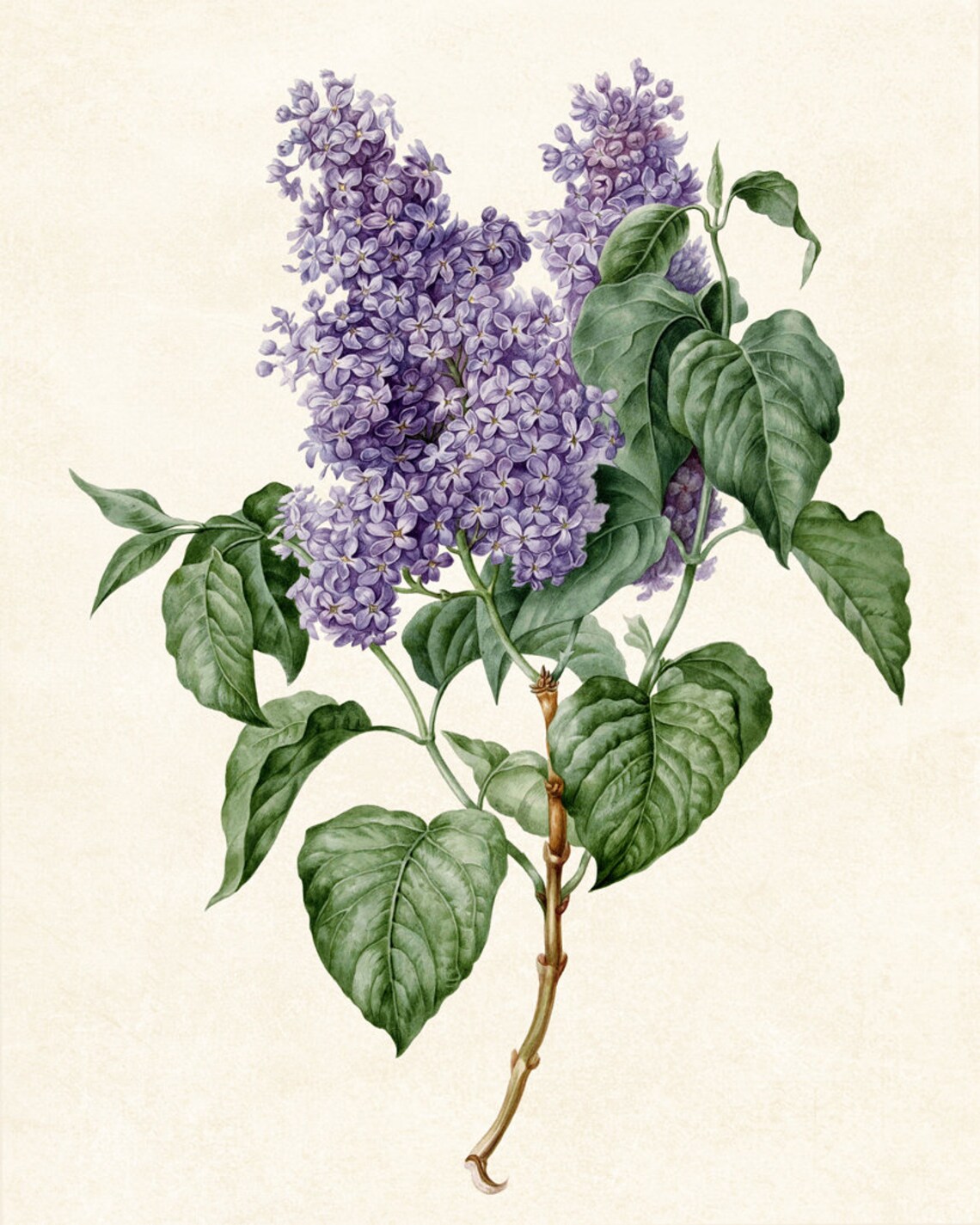 Vintage Lilac Branch Botanical Flower Art Print - Image 3