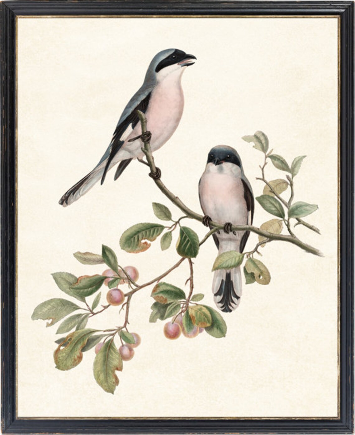 Rose-Breasted Shrike Antique Illustration Art Print - Image 4