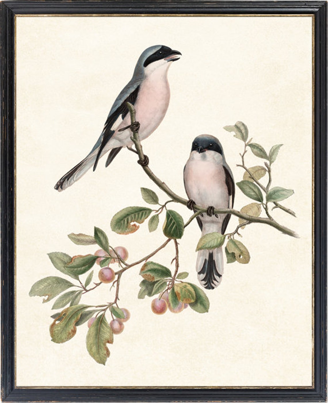 Two Songbirds On Berry Branch Vintage Antique Bird Illustration Poster - Image 4