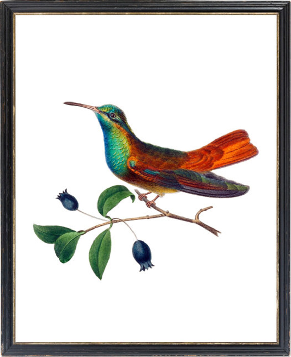 Vintage Hummingbird Illustration Iridescent Antique Bird Poster - Image 3