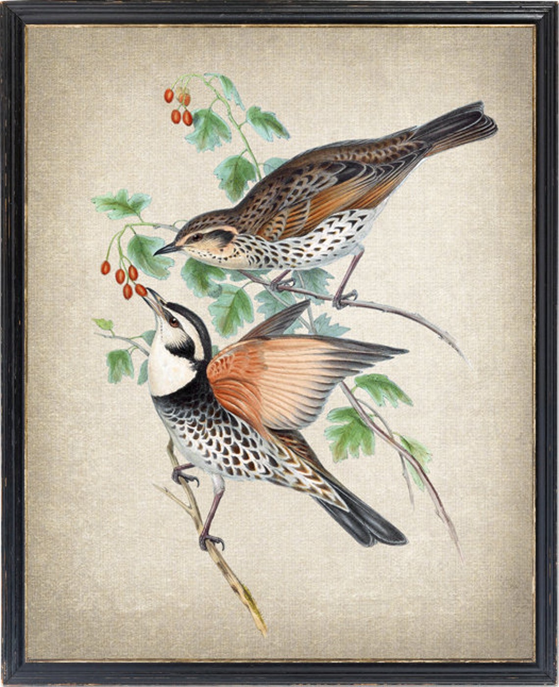 Vintage Thrush Pair Red Hawthorn Berries Bird Illustration Poster