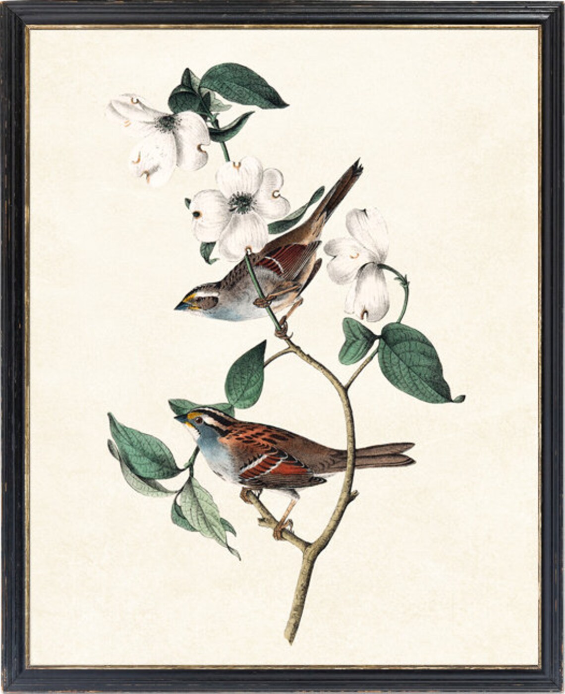 White-Throated Sparrow Vintage Illustration Art Print - Image 2