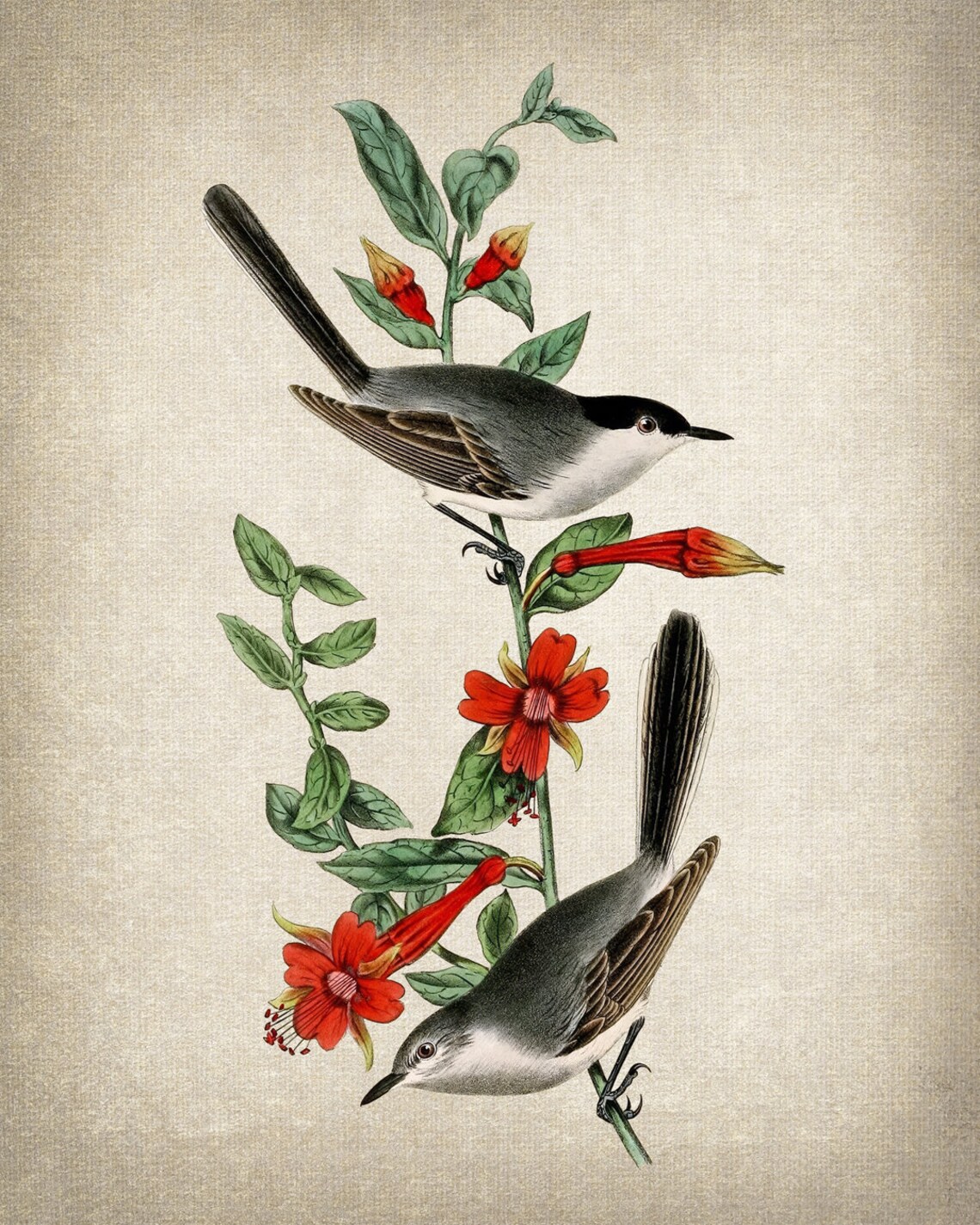 Black-Headed Gnatcatchers on Flowering Branch Vintage Bird Poster - Image 2