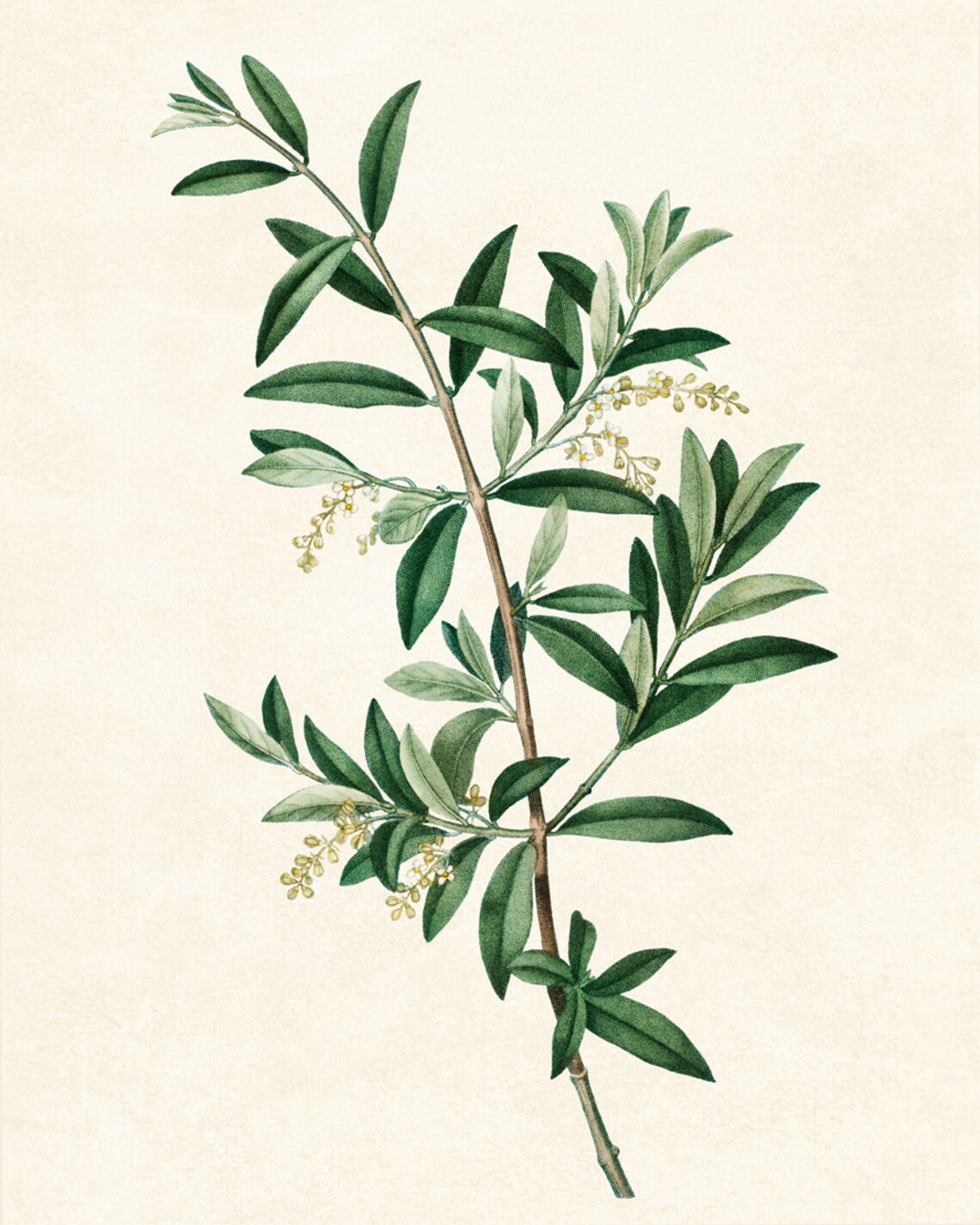 Green Olive Tree Branch Vintage Botanical Art Print - Image 2