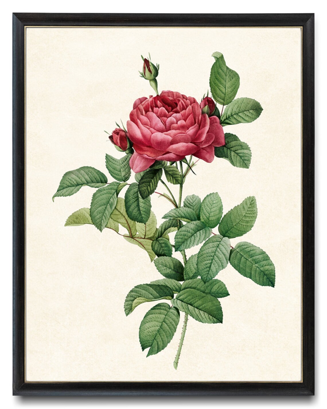 French Rose Vintage Flower Illustration Art Print